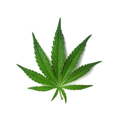 Beautiful real leaf of marijuana, cannabis on a white background with shadow. Cannabis backdrop. Top view, flat lay.