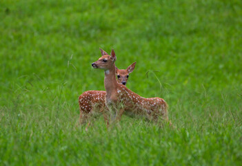 Baby Deer in a Field