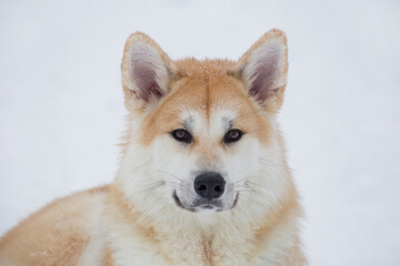 Portrait of akita inu puppy is lying on a white snow in the winter park. Pet animals.