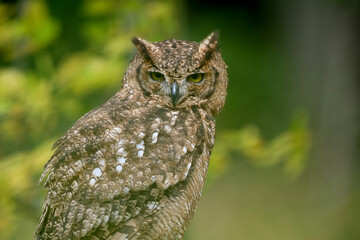 Bubo africanus / Spotted Eagle-owl
