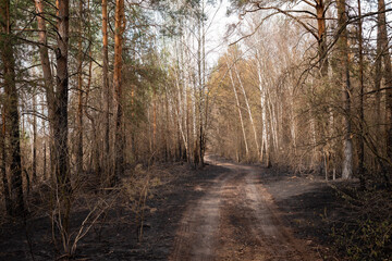Landscape of the burned forest after the forest fire in countryside