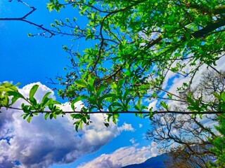 tree in the sky