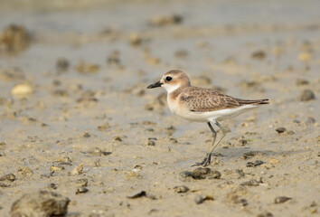  Closeup of a Greater sand plover at Busaiteen coast of Bahrain