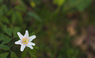 Single wood anemone in a green setting