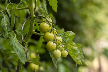 tomato in the garden 