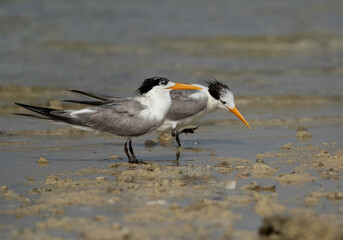 A pair of Greater Crested Tern at Busaiteen coast, Bahrain