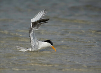 Greater Crested Tern bathing at  Busaiteen coast of Bahrain