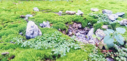 Bed of mosses.... meadow