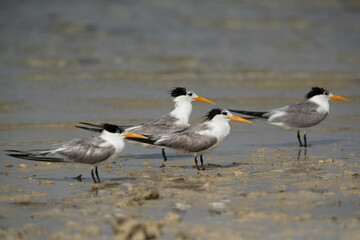 Greater Crested Tern at Busaiteen coast, Bahrain. Selective focus on the middle tern