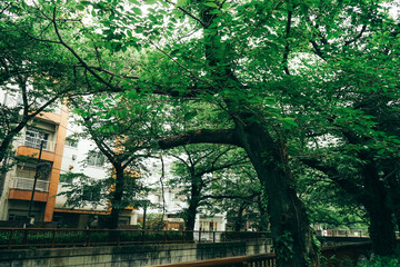 東京都目黒川の新緑