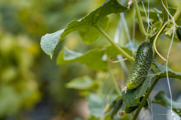 cucumber in the garden 