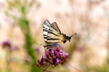 Segelfalter Iphiclides podalirius Schmetterling Ritterfalter Papilionidae Makro Nahaufnahme Details Flügel Farben Blüte Bestäubung Nektar Tagfalter Spannweite Hinterflügelfortsätze Kroatien Mittelmeer