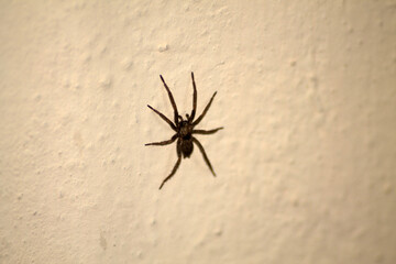 spider on a wall