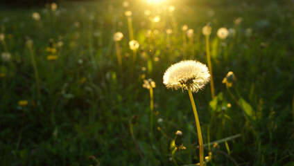 Dandelion n the grass in sunlight at the summer sunset