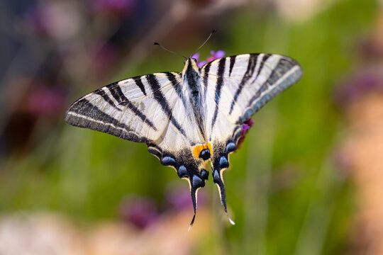 Segelfalter Iphiclides podalirius Schmetterling Ritterfalter Papilionidae Makro Nahaufnahme Details Fl&uuml;gel Farben Bl&uuml;te Best&auml;ubung Nektar Tagfalter Spannweite Hinterfl&uuml;gelforts&auml;tze Kroatien Mittelmeer