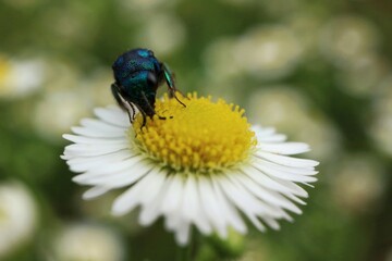 Blue insect sitting on a camomile

