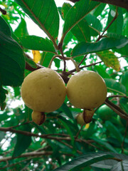 pear on tree