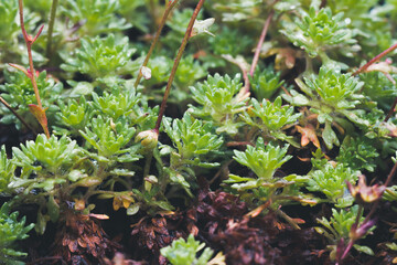 Closeup on little garden plants