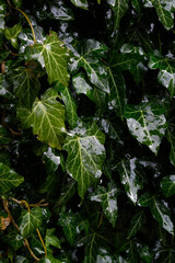 Wet Ivy leaves after the rain. Close-up of wet leaves. rain drops on ivy. nature, season and environment concept