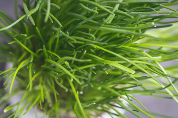 Top view on a fresh chives plant
