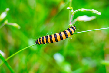 caterpillar on a leaf