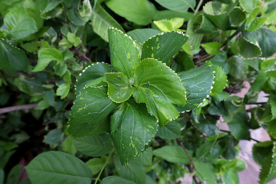 Leafhopper insects sitting on acalypha wilkesiana leaves. This plant is commonly known as copperleaf and Jacob&rsquo;s coat. This plant is famous for its white hairs on leaf and stem. Water drops on leaf.