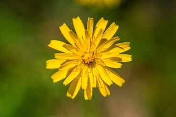 Close-up macro of yellow flower