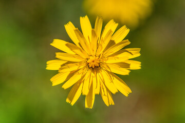 Close-up macro of yellow flower