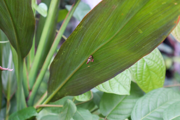 Honey bees nest (natural beehive) under a leaf.