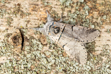 Poplar kitten moth (furcula bifida). Night butterfly of the family Notodontidae, resting on a trunk...