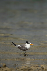 Fototapeta premium Greater Crested Tern perched on small stone in the mid of water at Busaiteen coast, Bahrain 