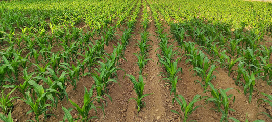 Fototapeta na wymiar Panoramic shot of a corn plantation in its first weeks of growth.