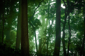 Fototapeta na wymiar 鬱蒼とした森のイメージ（高尾山）