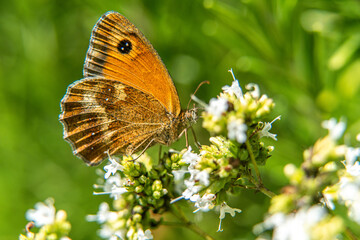Close-up macro of butterfly on green flower