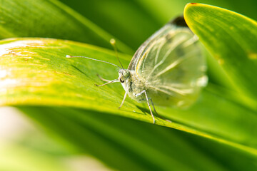 Close-up macro of butterfly on green leaf