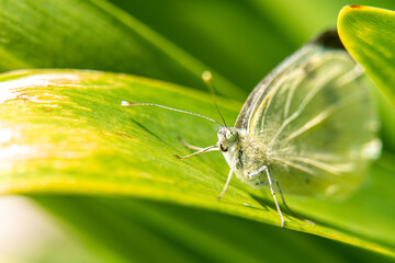 Close-up macro of butterfly on green leaf