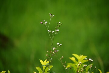 Flowering and non flowering plants.