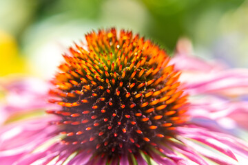 Close-up macro of flower