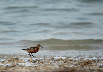 Curlew Sandpiper in breeding plumage at Busaiteen coast of Bahrain