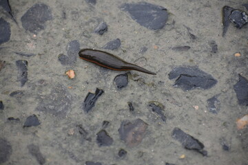 leech moving on concrete road.