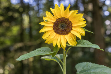 Fototapeta premium Sunflower in full bloom in a forest
