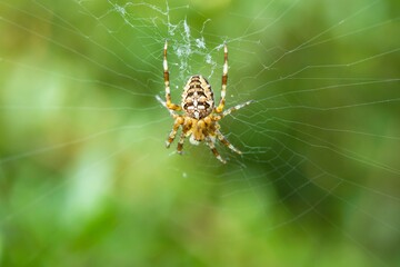 Macro shot of an angulate orbweaver, a species of spiders, building a new web on a green background