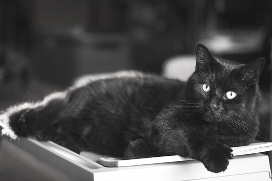 Black and white image of a black cat lying in a relaxed way
