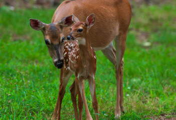 Mama and Baby Deer
