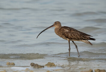 Closeup of Eurasian curlew at Busiateen coast, Bahrain
