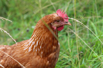 One young brown  hen, bird posing in green grass at free range yard, red comb on head.