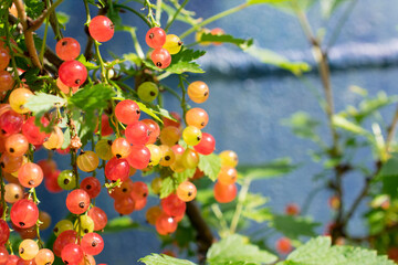 red berries on a branch