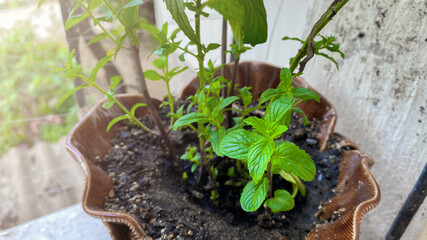 Mint grows at home on the windowsill