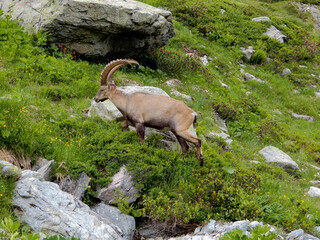 Bouquetin dans les alpes francaises