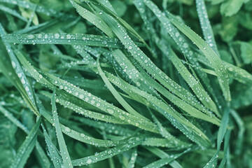 Morning dew on green grass